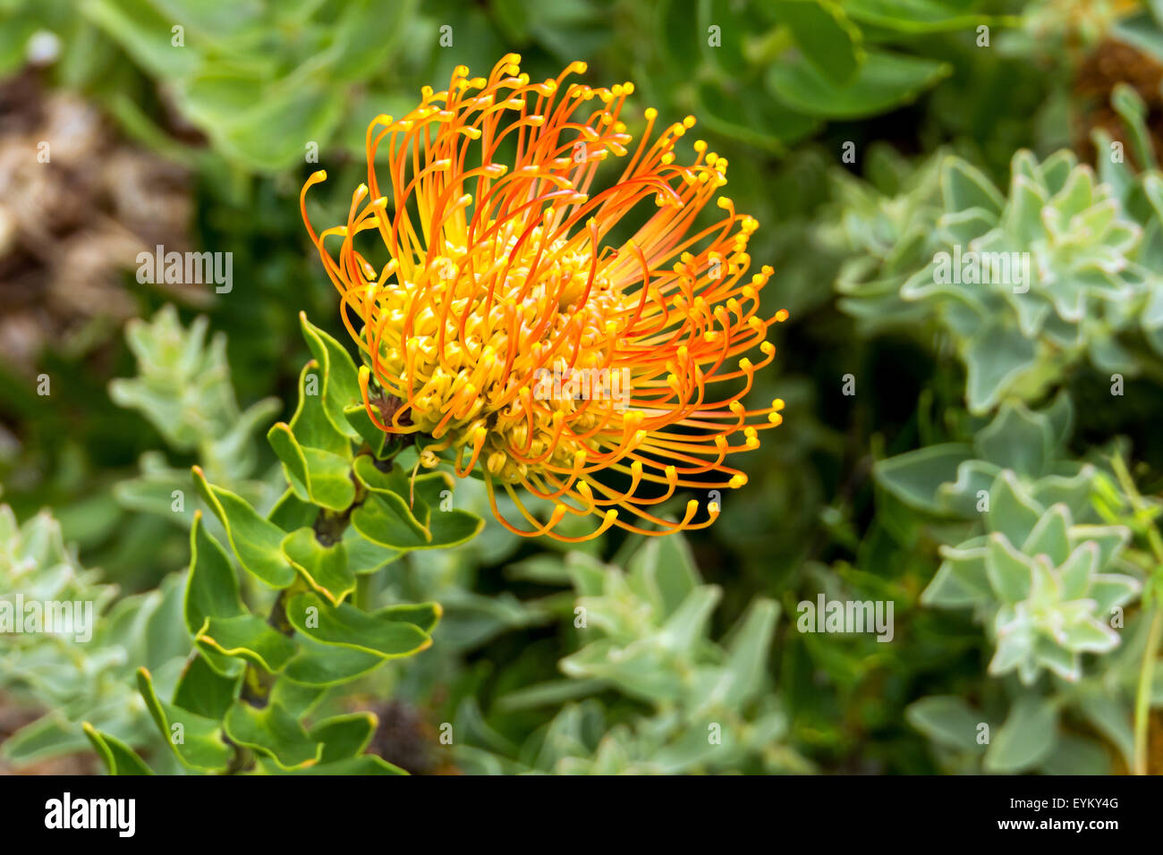 Pincushion Protea, Leucospermum, Stock Photo