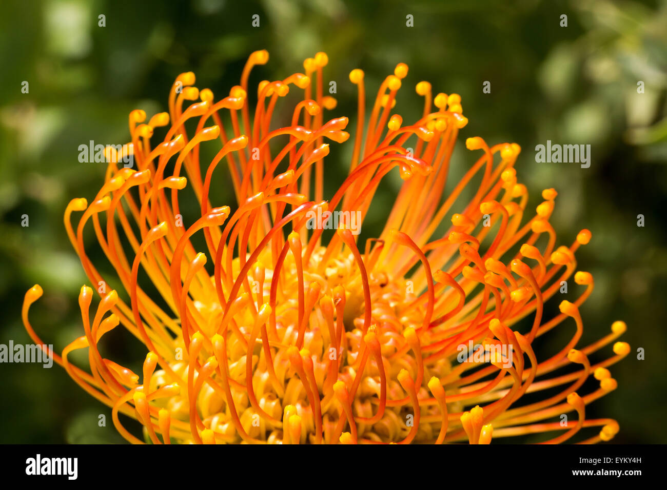 Pincushion Protea, Leucospermum, Stock Photo