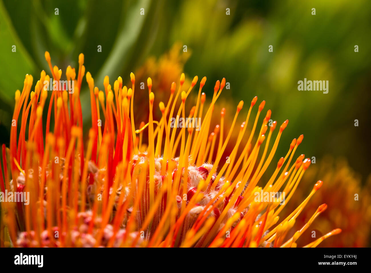 Pincushion Protea, Leucospermum, seeds, macro Stock Photo Alamy