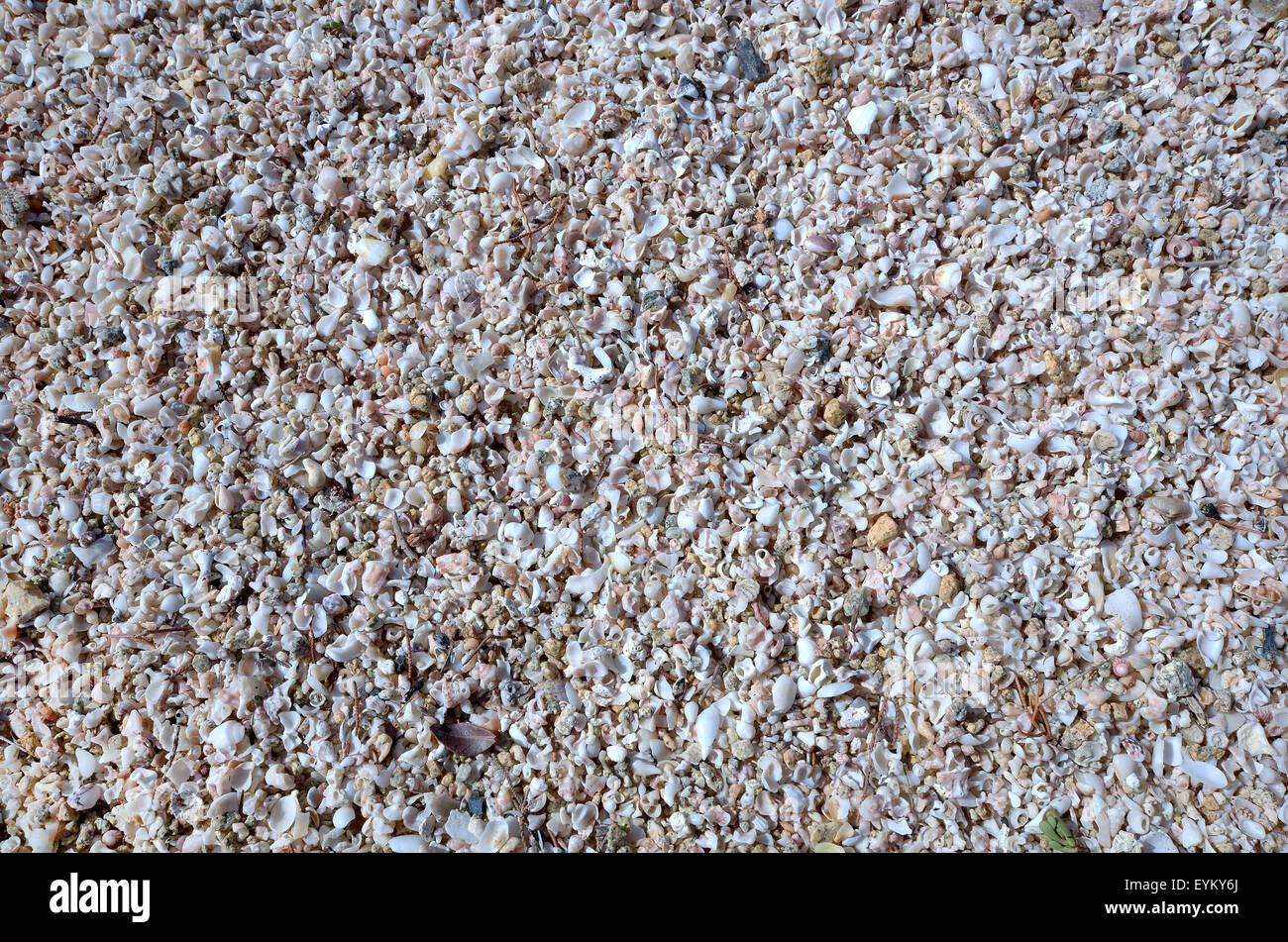 Sardinia,Italy: beach made of shells Stock Photo - Alamy