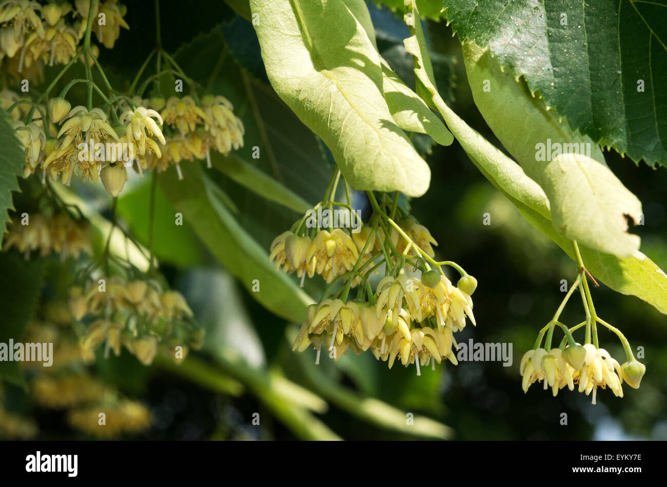 Flowers of lime trees (Tilia europaea Stock Photo Alamy