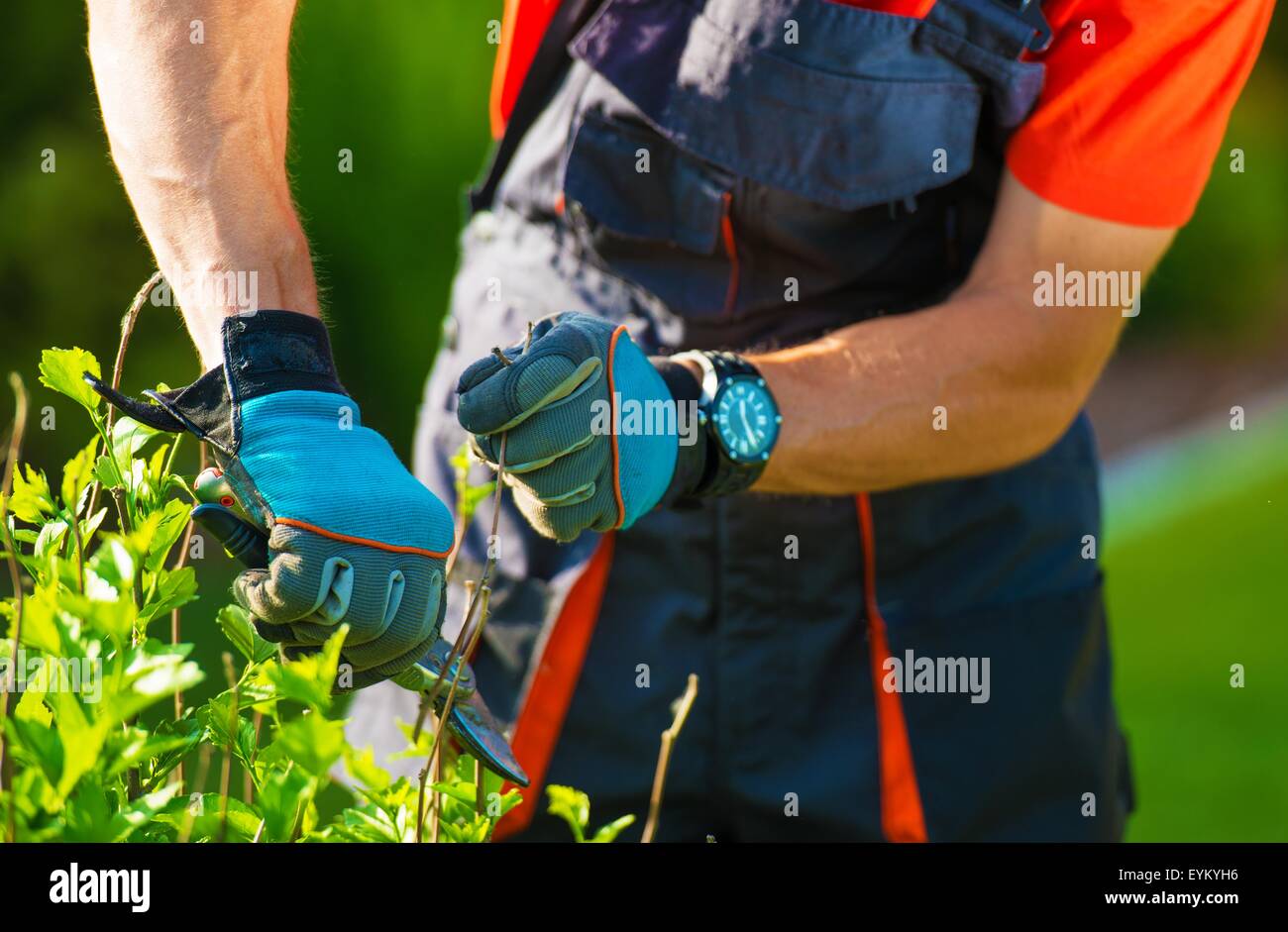 Plants Trimming Closeup. Professional Gardener Trimming Flowers Stock