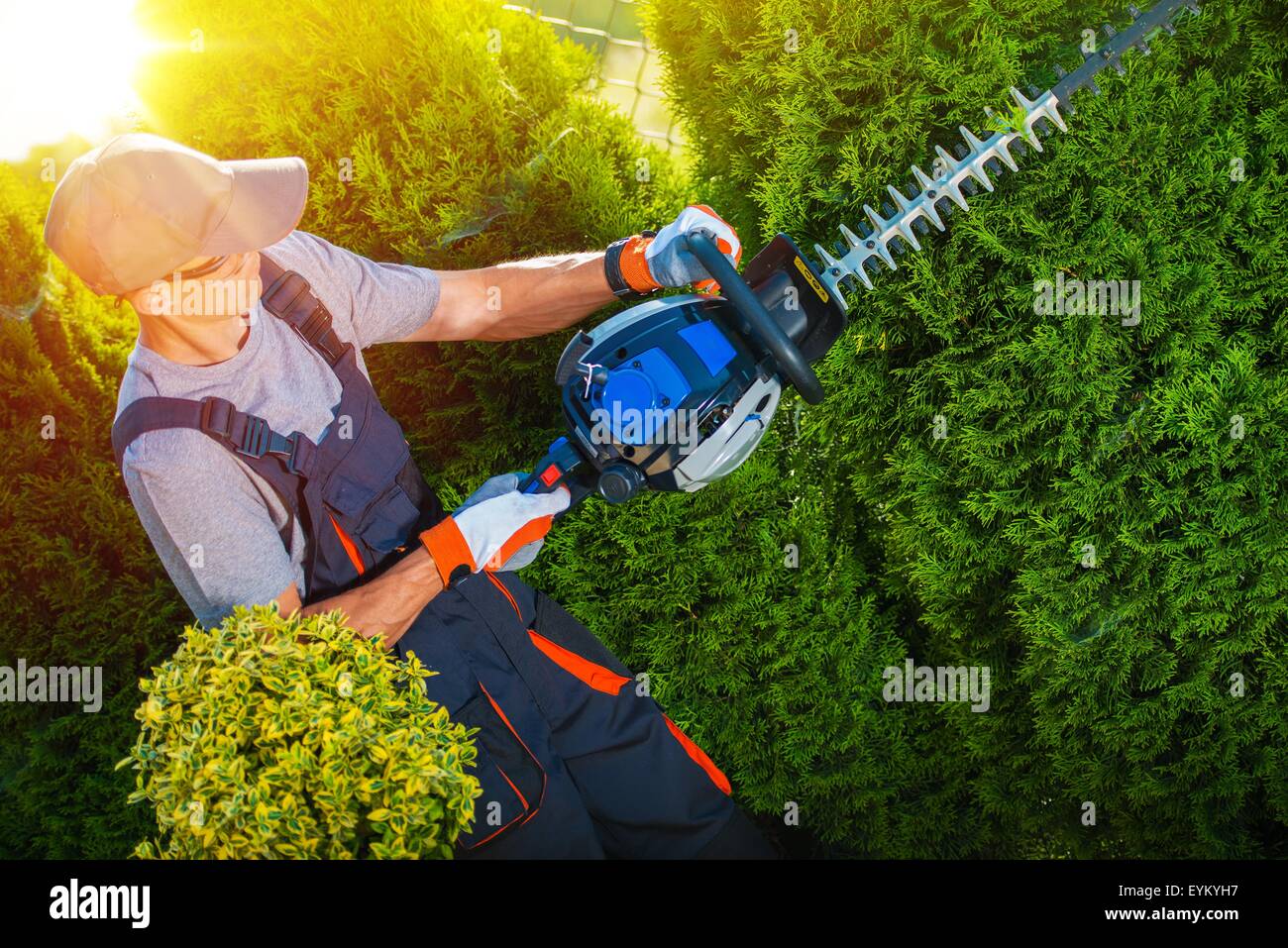 Plants Trimming Works. Gardener with Professional Gasoline Hedge Trimmer at Work. Stock Photo