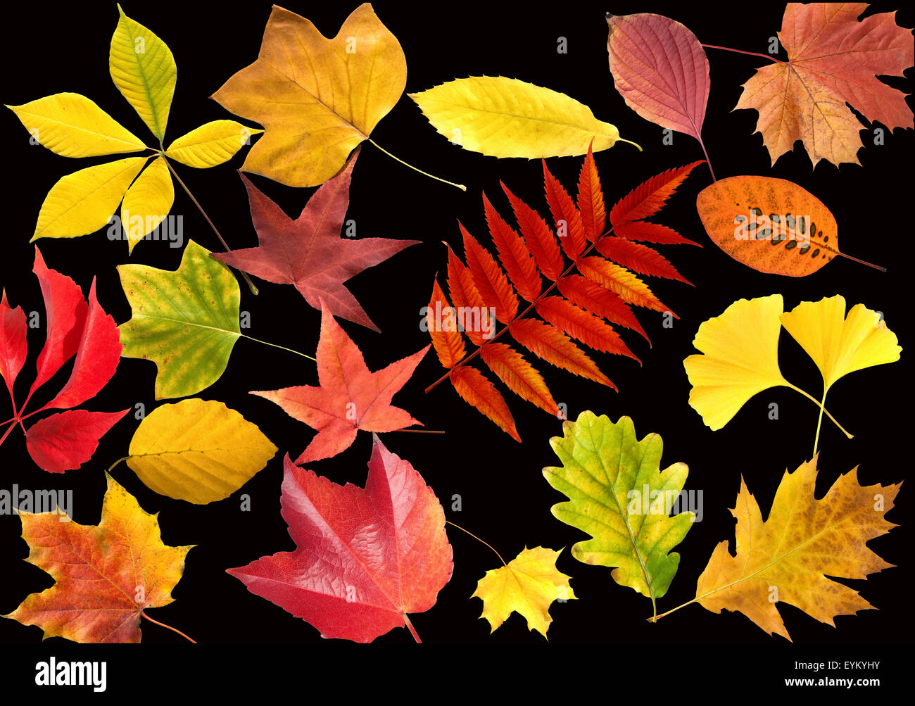 Herbstblaetter; bunt, leuchtend, Stock Photo