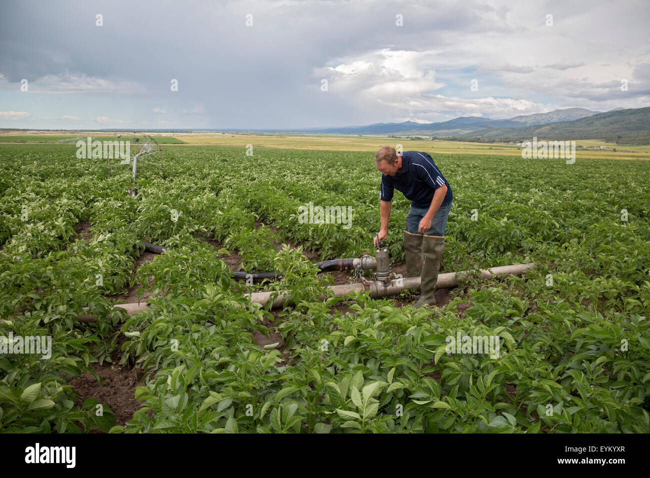 Driggs, Idaho - Wyatt Penfold adjusts irrigation equipment on his farm, where he grows seed potatoes. Stock Photo