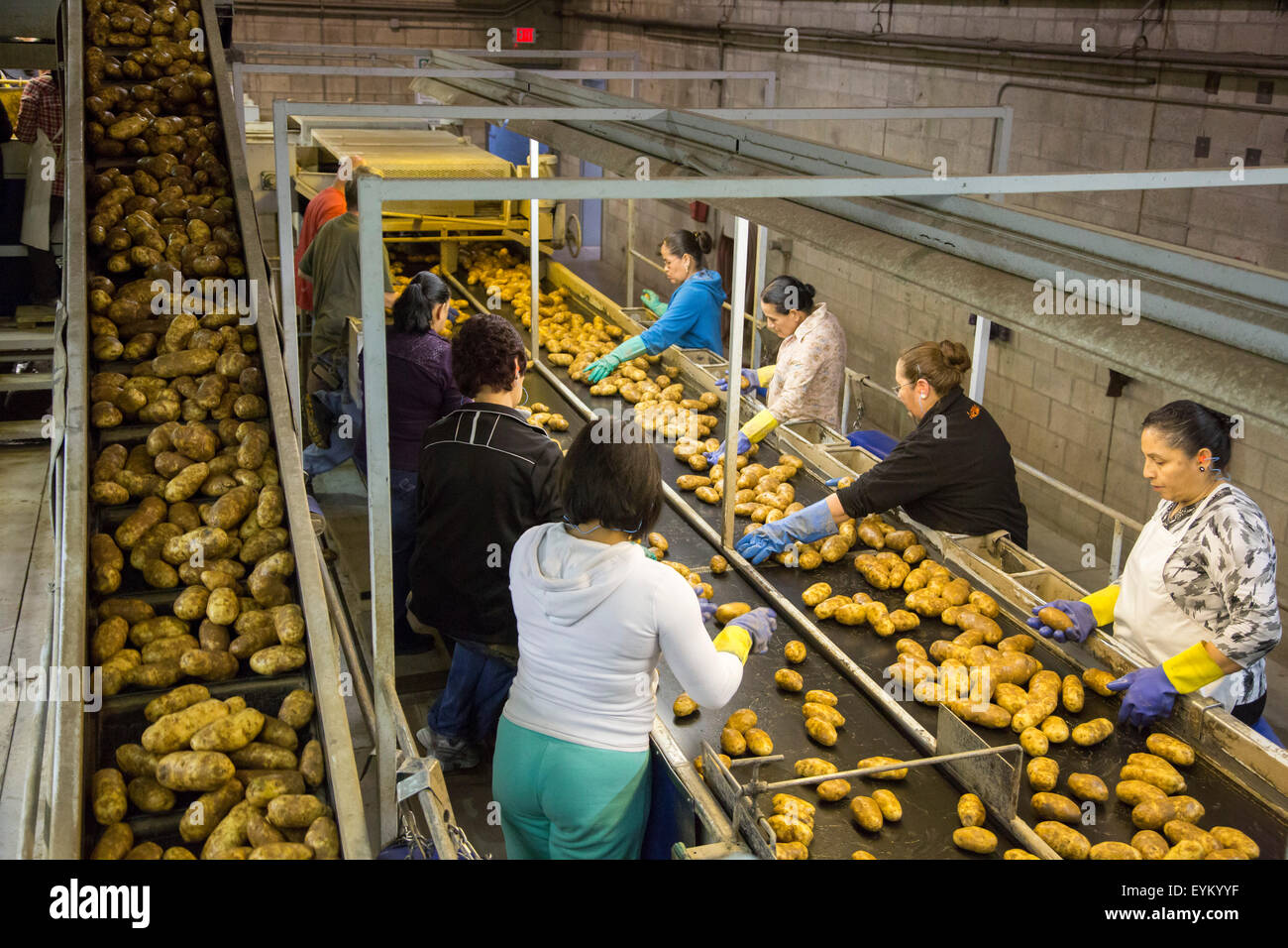Shelley, Idaho Workers sort and package Idaho potatoes at the GPOD