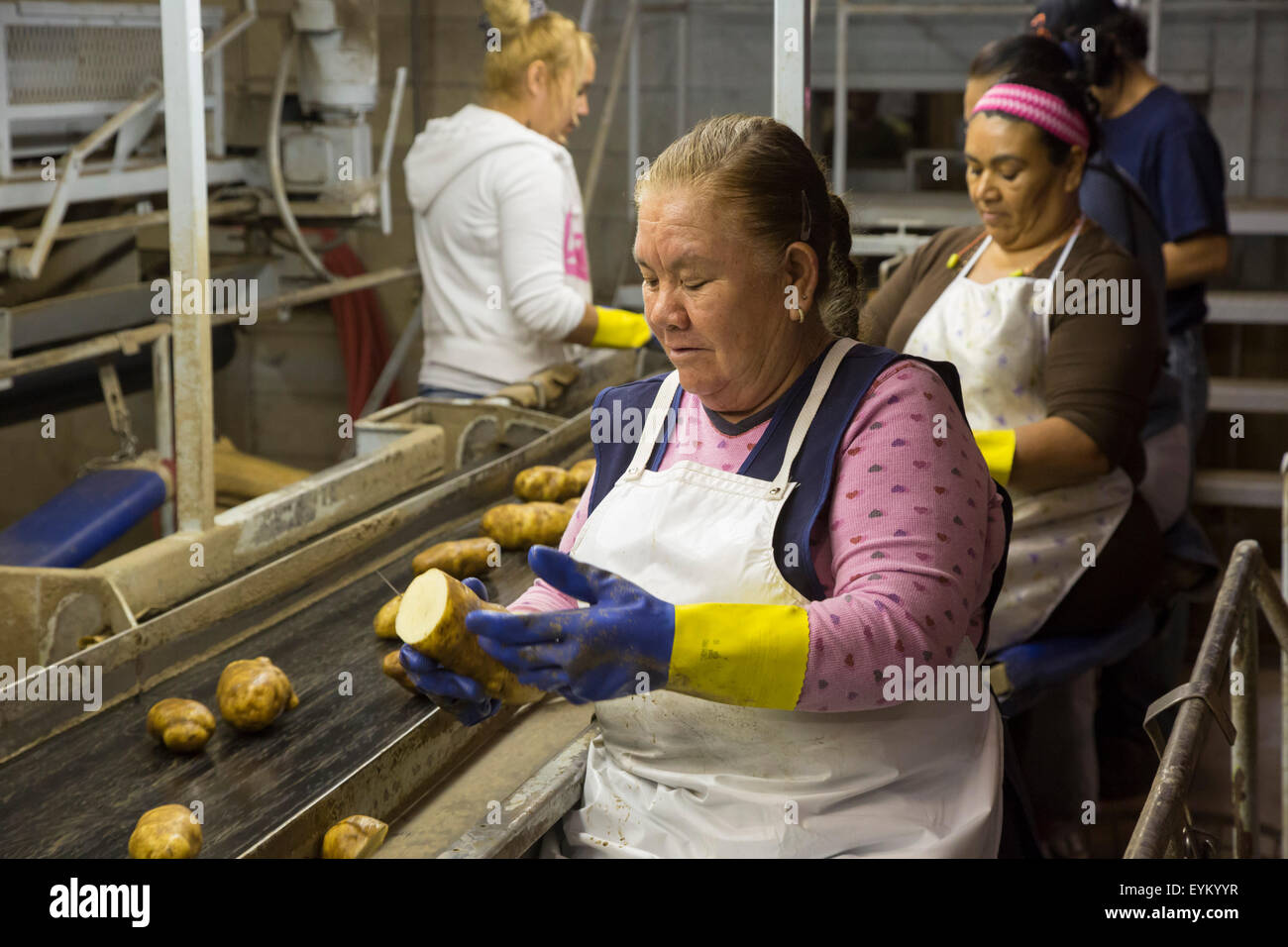 Shelley, Idaho Workers sort and package Idaho potatoes at the GPOD