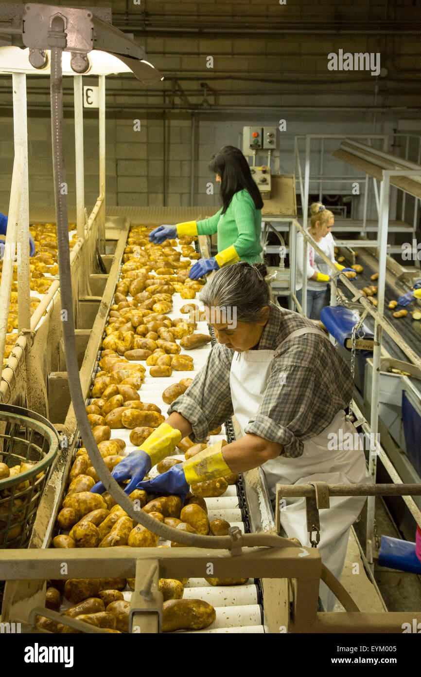 Shelley, Idaho Workers sort and package Idaho potatoes at the GPOD