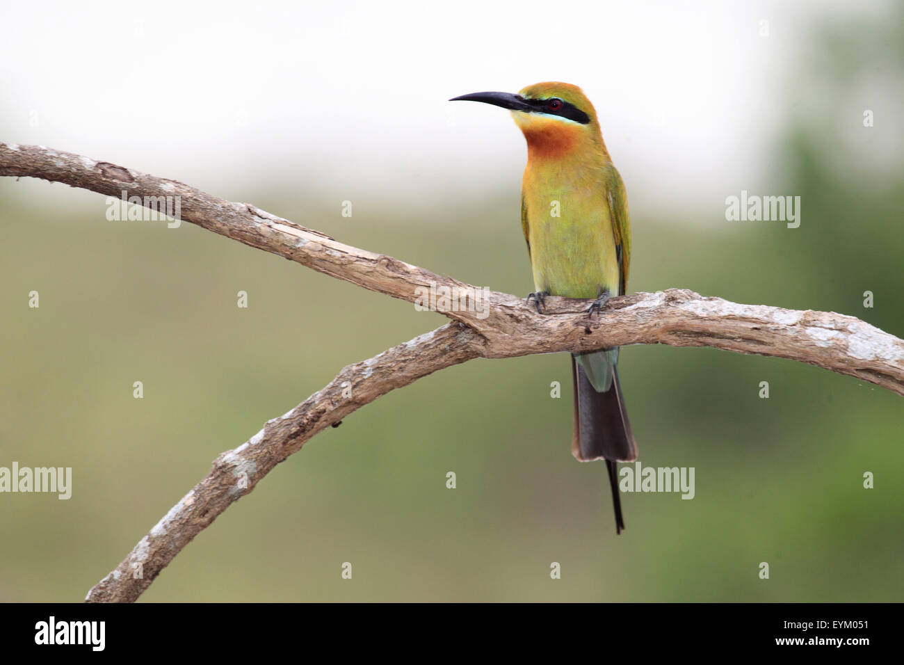 Blue-tailed bee-eater in Yala National Park, Sri Lanka Stock Photo - Alamy