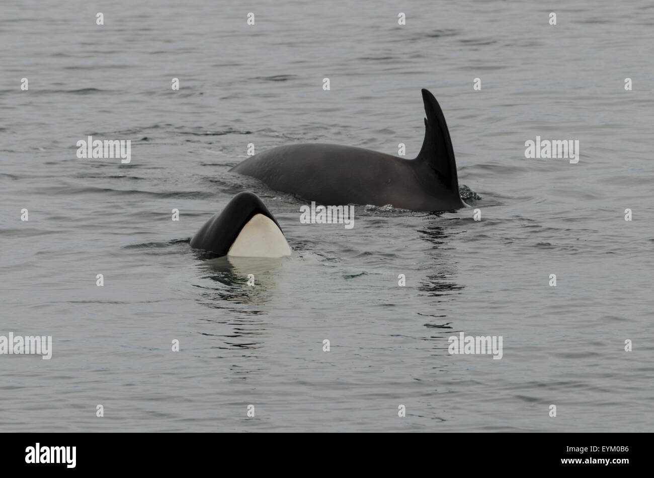 Killer Whales (Orcinus orca), toothed whales, usually travel in matrilineal family groups; Icy Strait; Southeast Alaska, Alexand Stock Photo