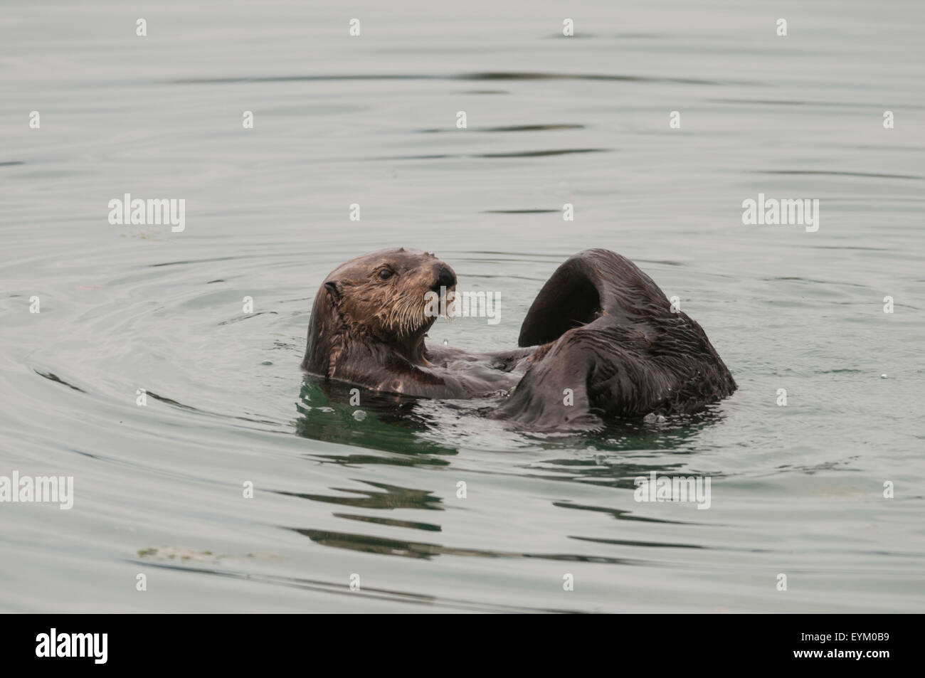 Sea otter (Enhydra lutris). Sea otters are one of the smallest of the Marine mammal family but one of the largest of the weasel Stock Photo