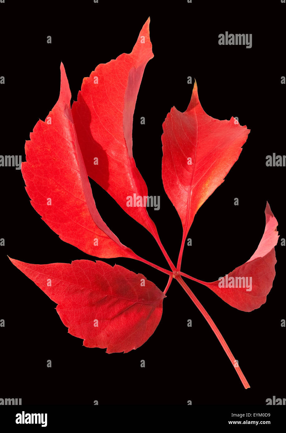 Wilder, Wein, Parthenocissus, Herbstfaerbung, Stock Photo