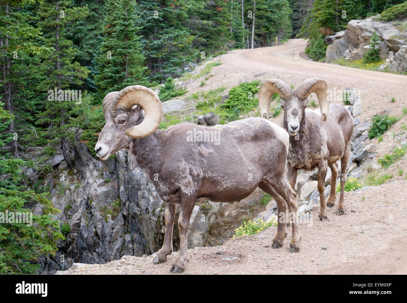 Two Bighorn Sheep Ovis canadensis rams standing on edge of road in ...