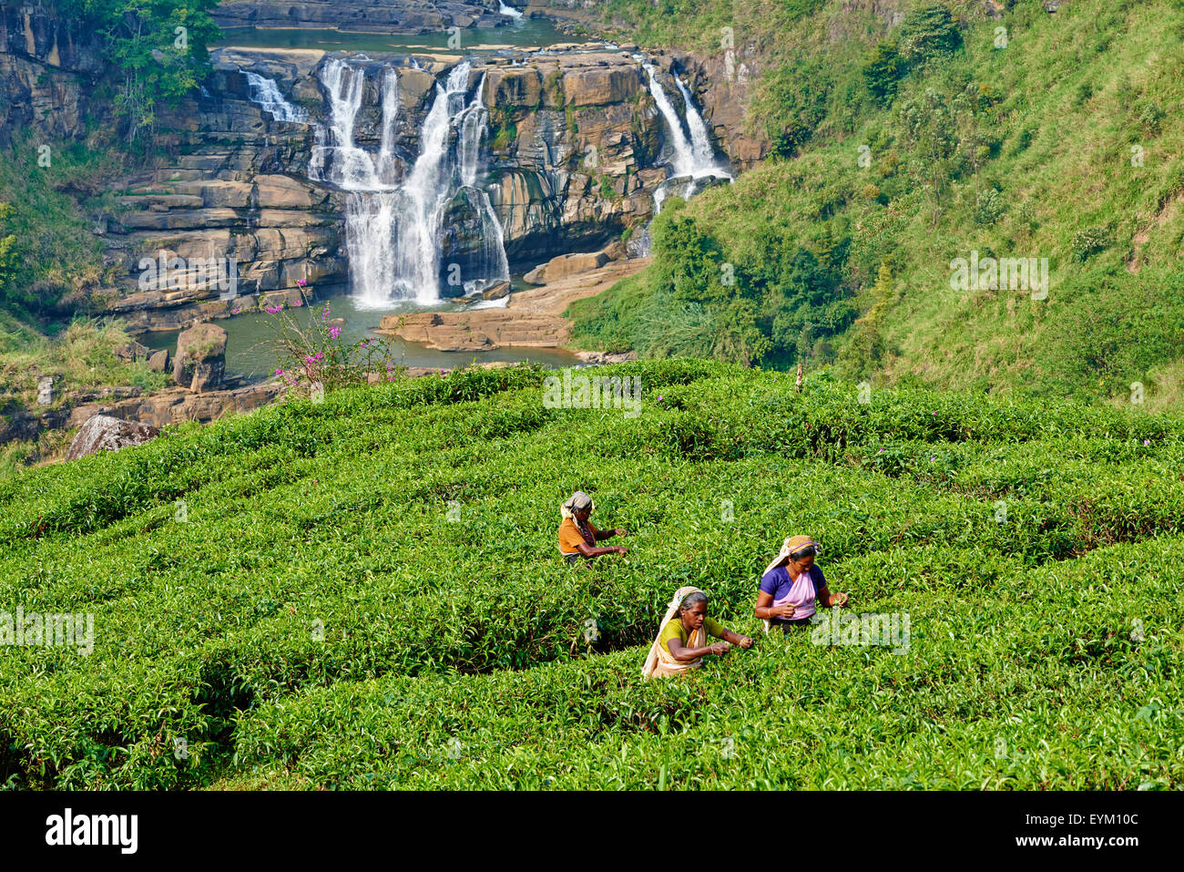 Sri Lanka, Ceylon, Central Province, Nuwara Eliya, tea plantation in the Highlands, Tamil women tea pickers picking tea leaves n Stock Photo