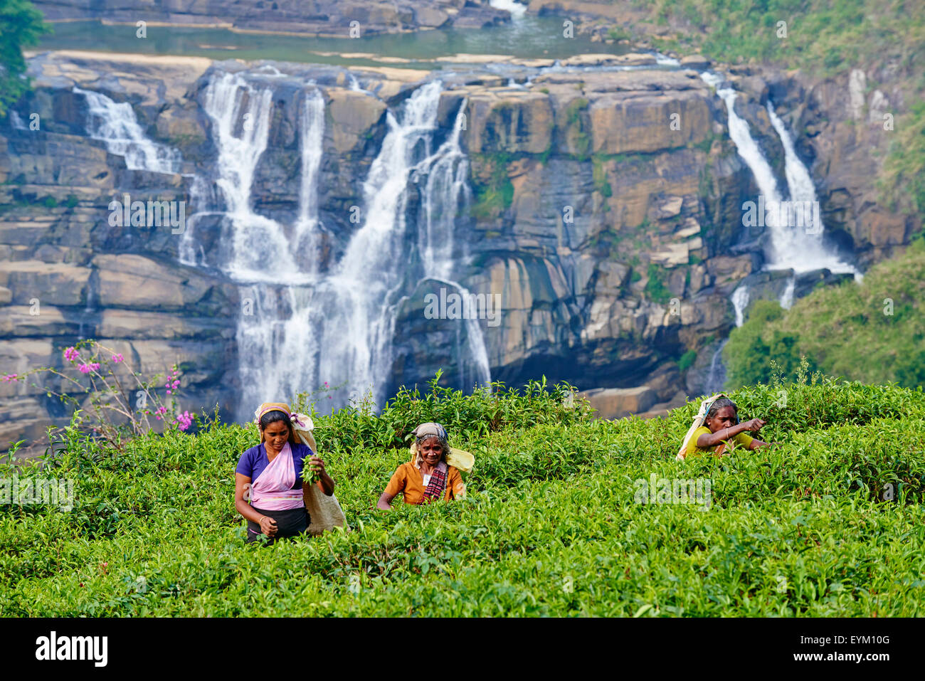 Sri Lanka, Ceylon, Central Province, Nuwara Eliya, tea plantation in the Highlands, Tamil women tea pickers picking tea leaves n Stock Photo