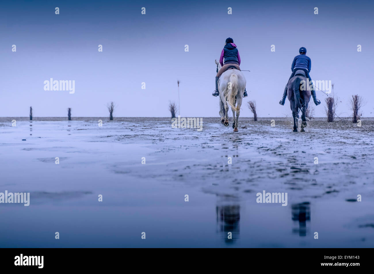 Germany, low things, new plant, Cuxhaven, wadden sea, mud flats, woman, horse, Stock Photo