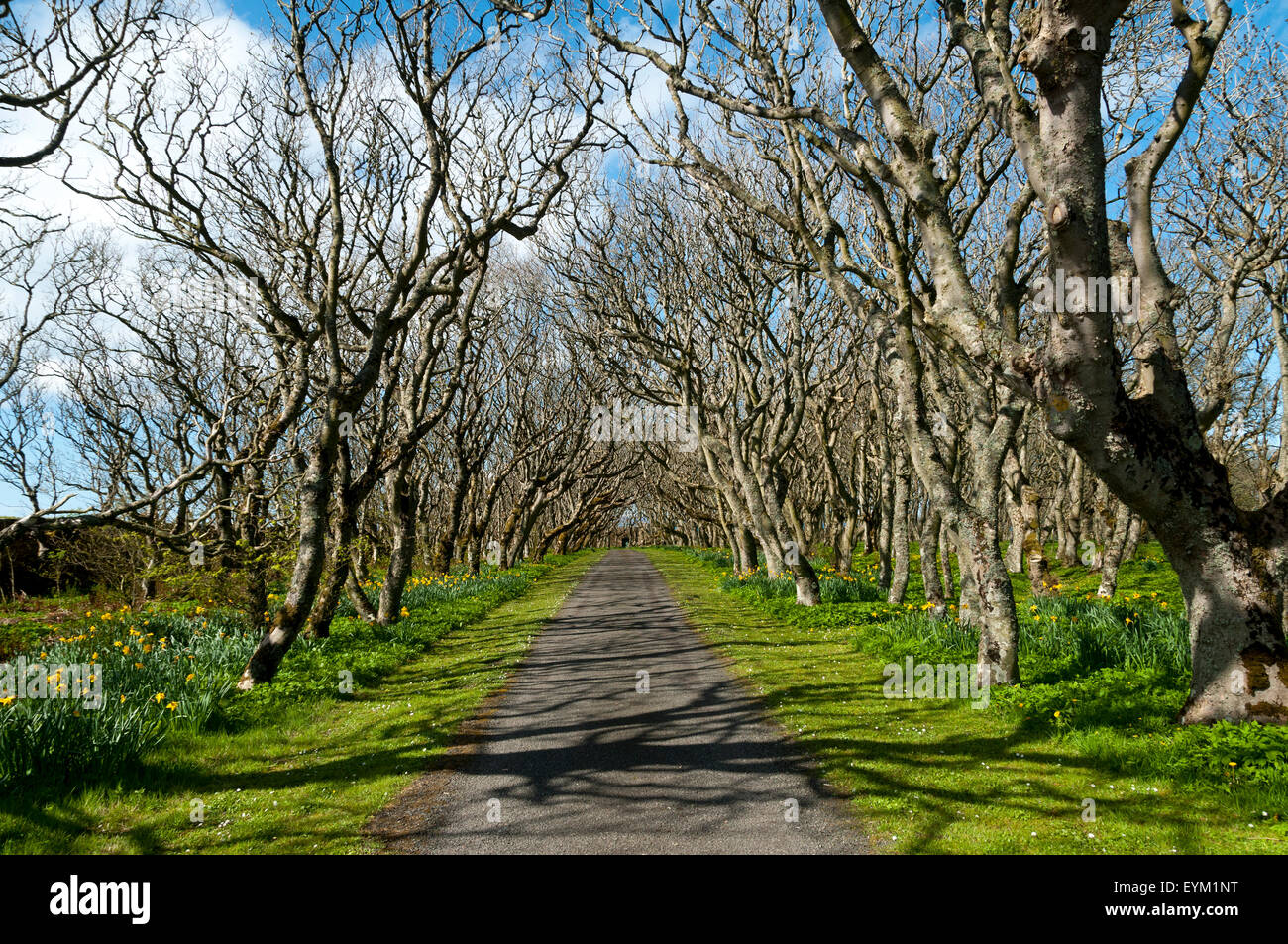 Tree lined driveway in the grounds of the Castle of Mey, near the village of Mey, Caithness, Scotland, UK Stock Photo