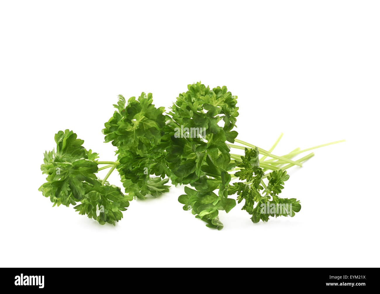 Petroselinum crispum parsley plant isolated Stock Photo Alamy