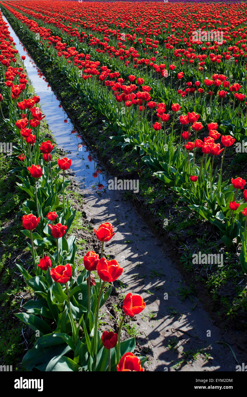 Springtime Tulips Red These are red tulips in the springtime on a sunny day Stock Photo - Alamy