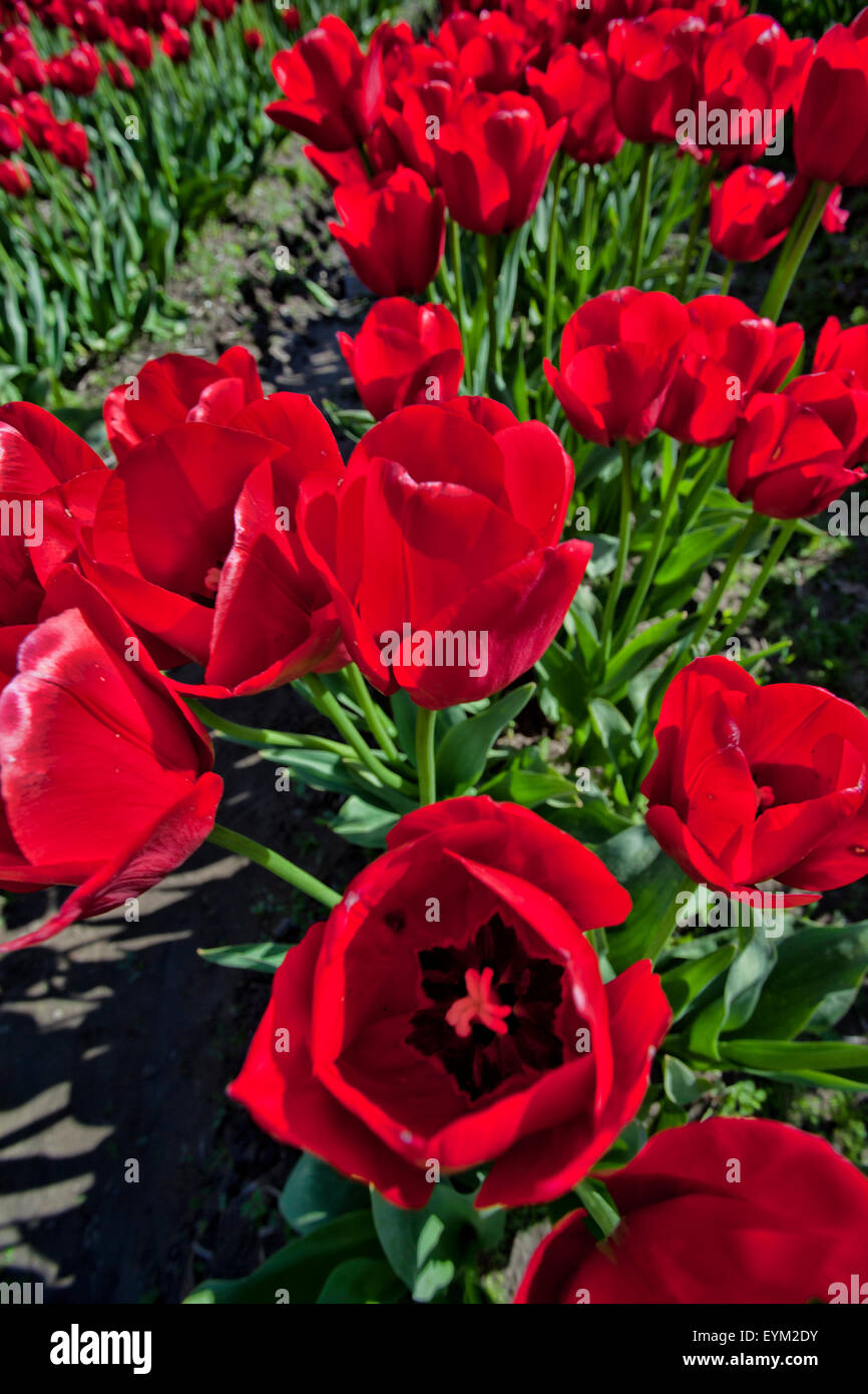 Springtime Tulips Red These are red tulips in the springtime on a sunny day Stock Photo - Alamy