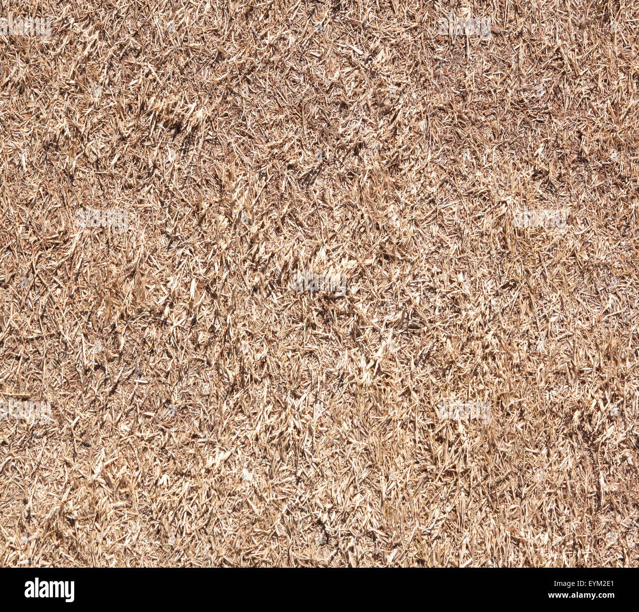 Dead grass background brown dry grass, dead. Stock Photo