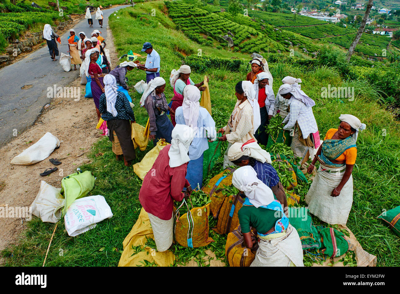 Sri Lanka, Ceylon, Central Province, Nuwara Eliya, tea plantation in the Highlands, Tamil women tea pickers wait to get their te Stock Photo