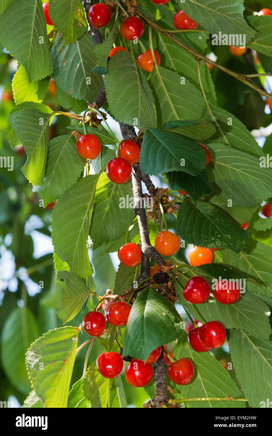 Wild cherries. Stock Photo