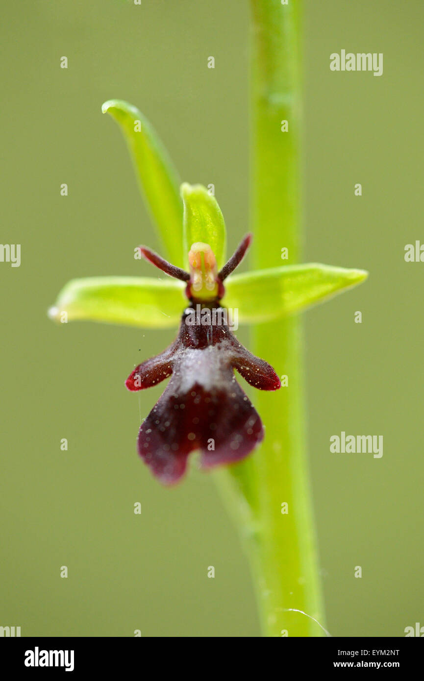 Fliegen-Ragwurz, Ophrys insectifera, blossom, Stock Photo