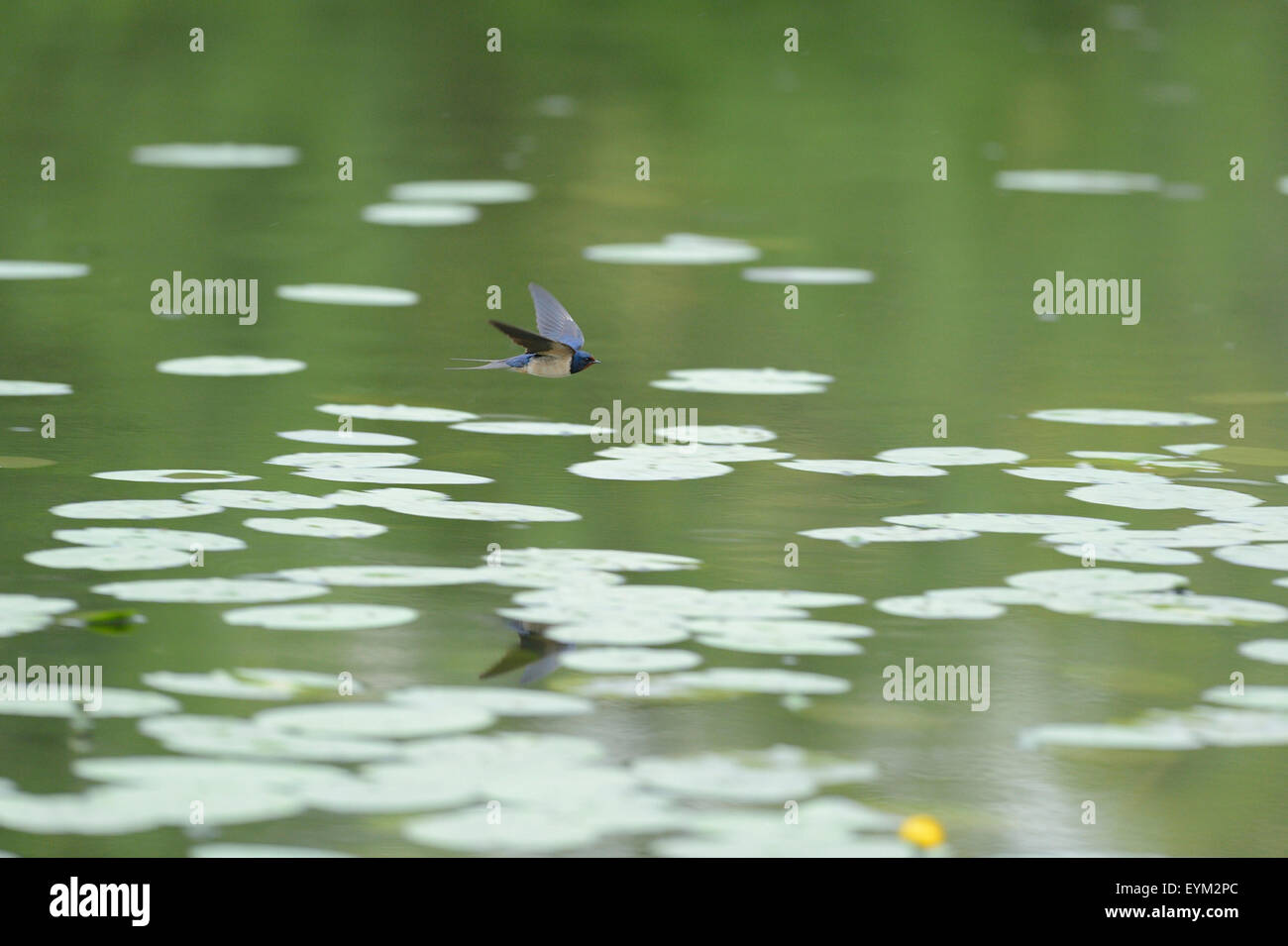 Swallow, Hirundo rustica, over a lake flying, Stock Photo
