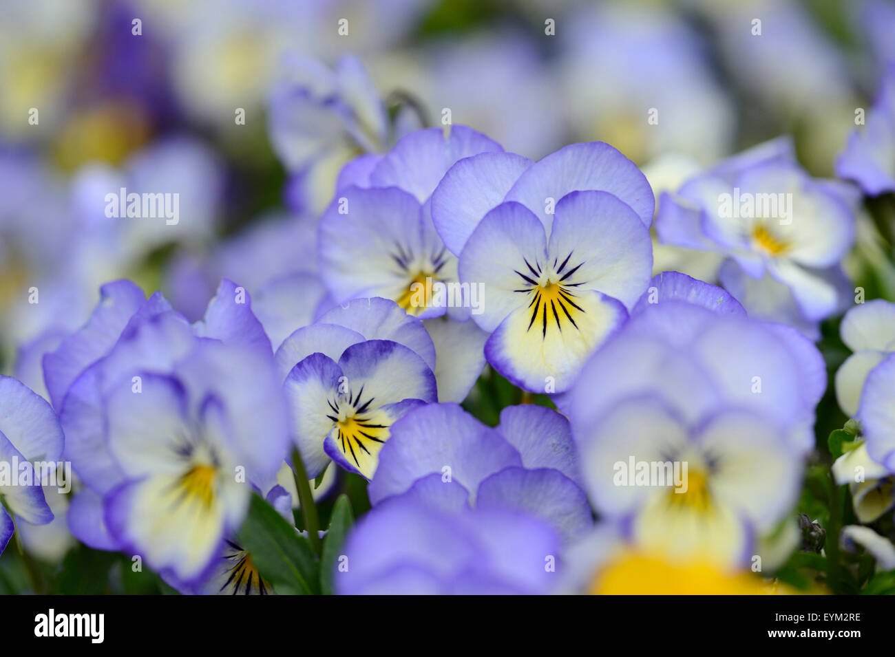 Horn-rimmed violets, viola cornuta, blossoms, spring, Stock Photo