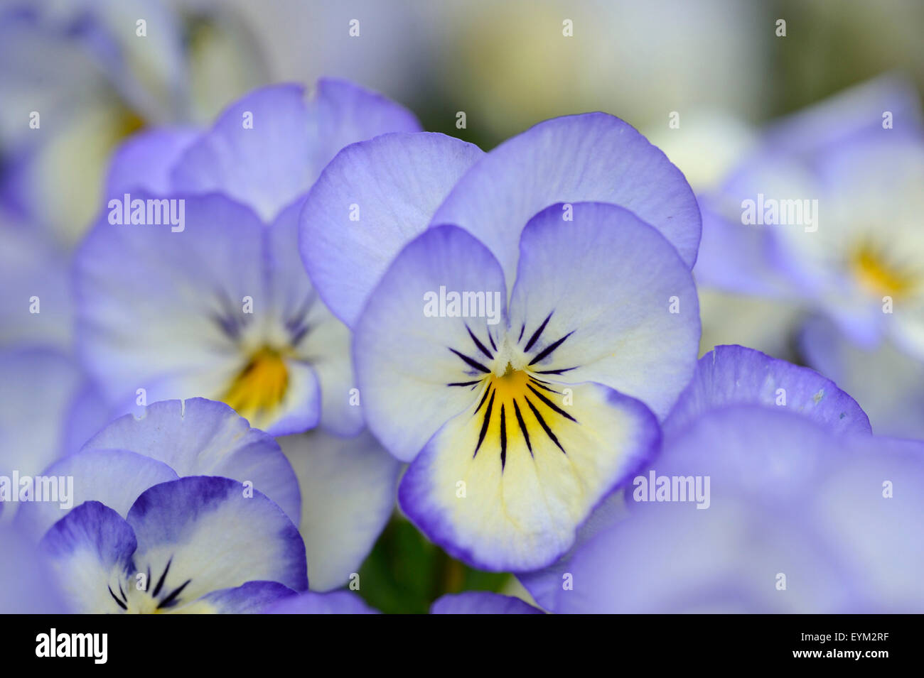 Horn-rimmed violets, viola cornuta, blossoms, spring, Stock Photo