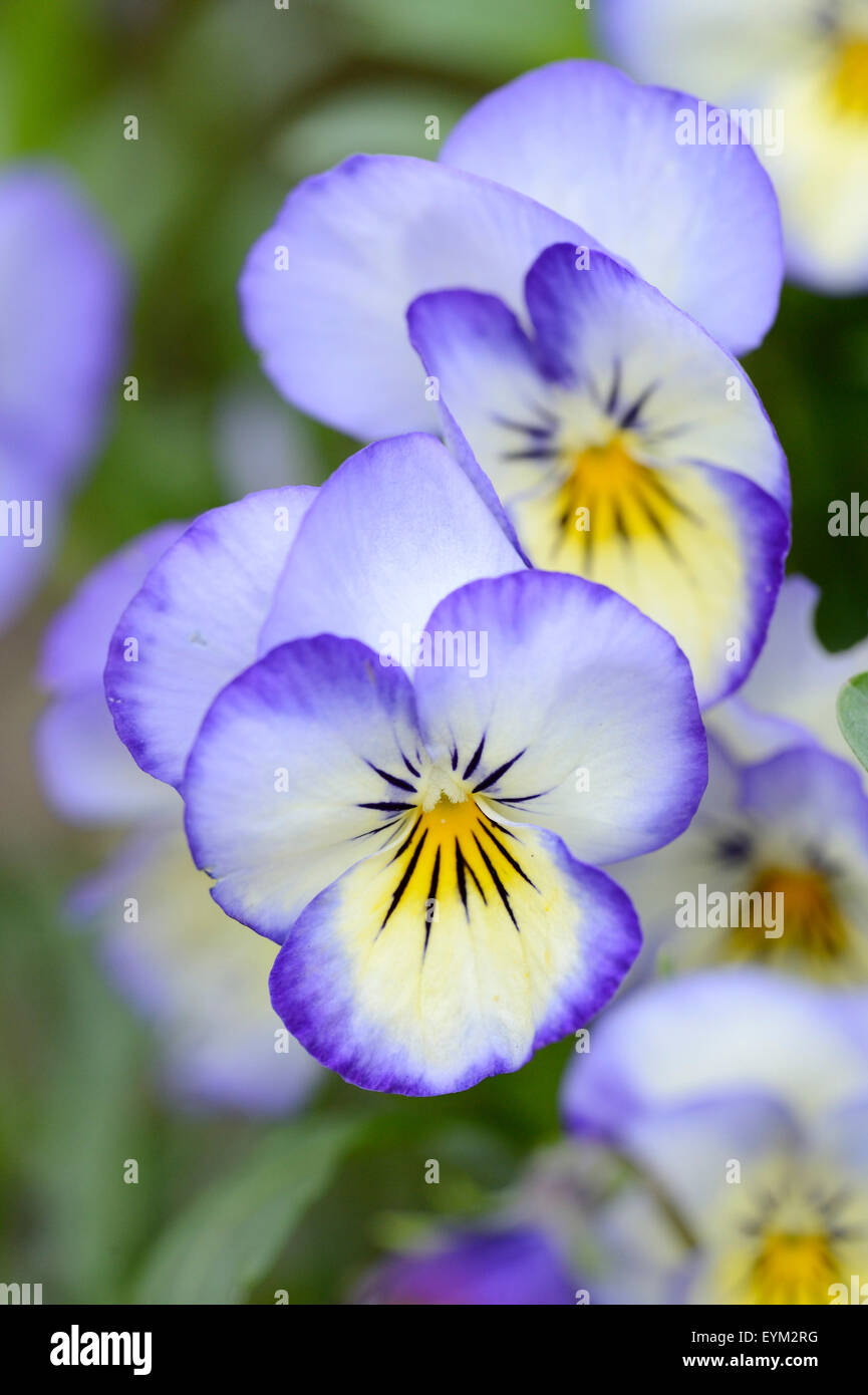 Horn-rimmed violets, viola cornuta, blossoms, spring, Stock Photo