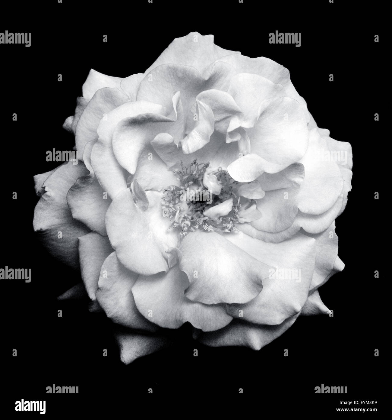 Black and white rose background hi-res stock photography and images - Alamy