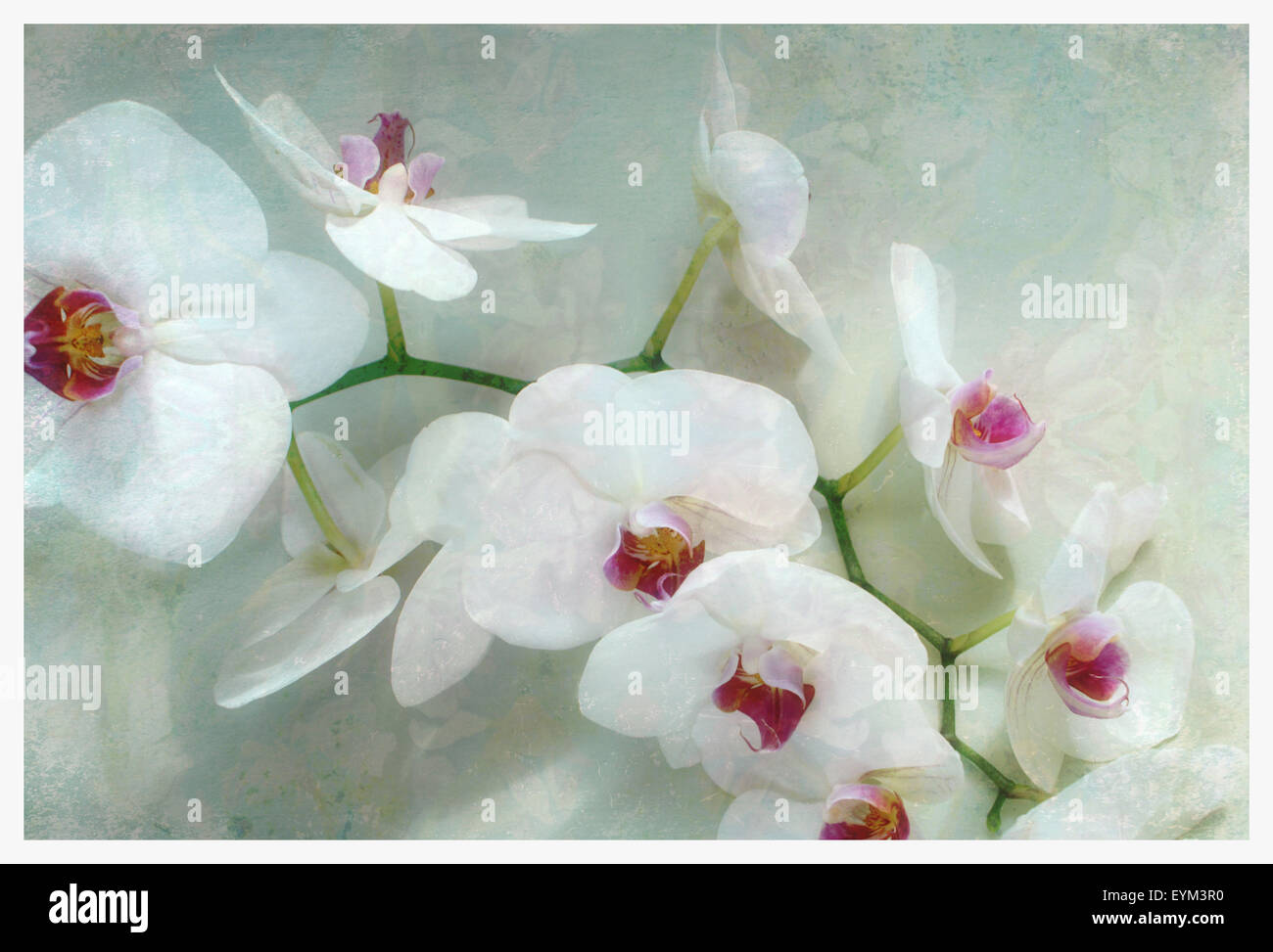 Composing of a white orchid with lucent texture, Stock Photo