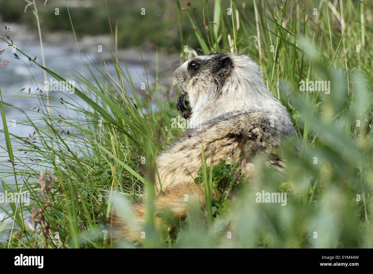 Ice-grey groundhog, Marmota caligata, Denali national park, Alaska, the ...