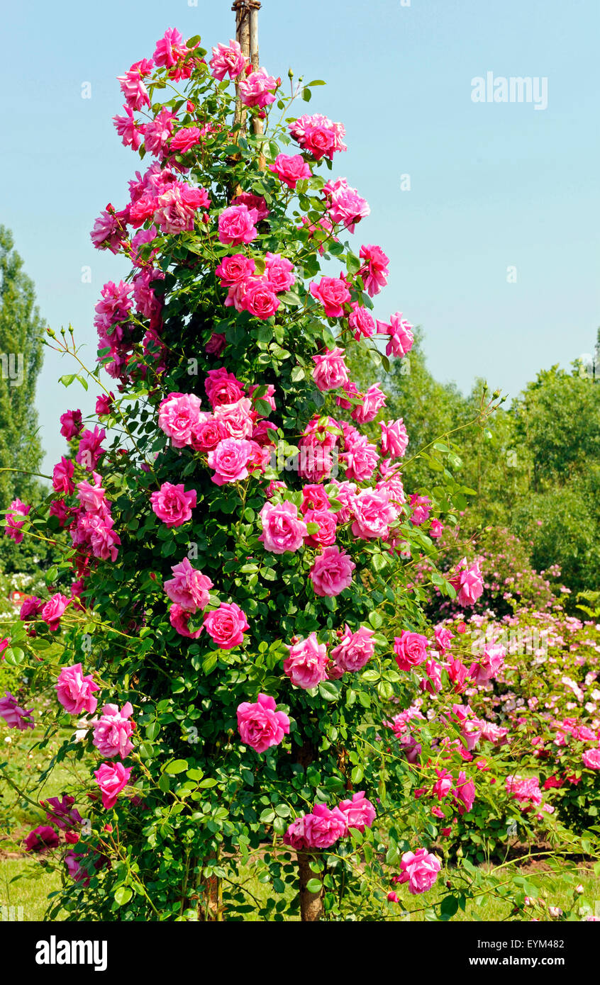 rose-the-french-climbing-rose-rose-wrams-gunnarstorp-bourbon-hybrid