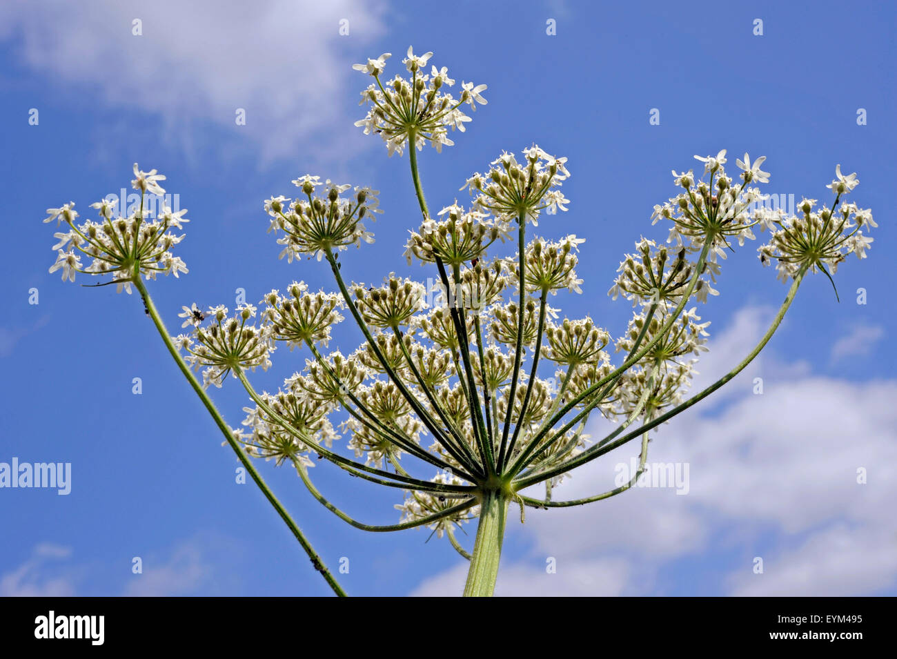 Decorative umbels of the hogweed, good forage crop contains ethereal oils, Stock Photo