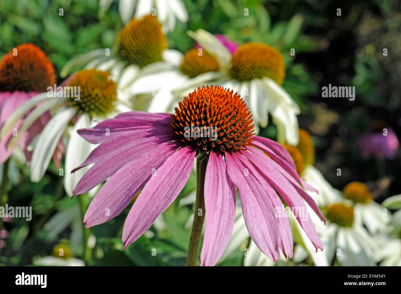 Magenta sun hat at summery cottage garden, Stock Photo