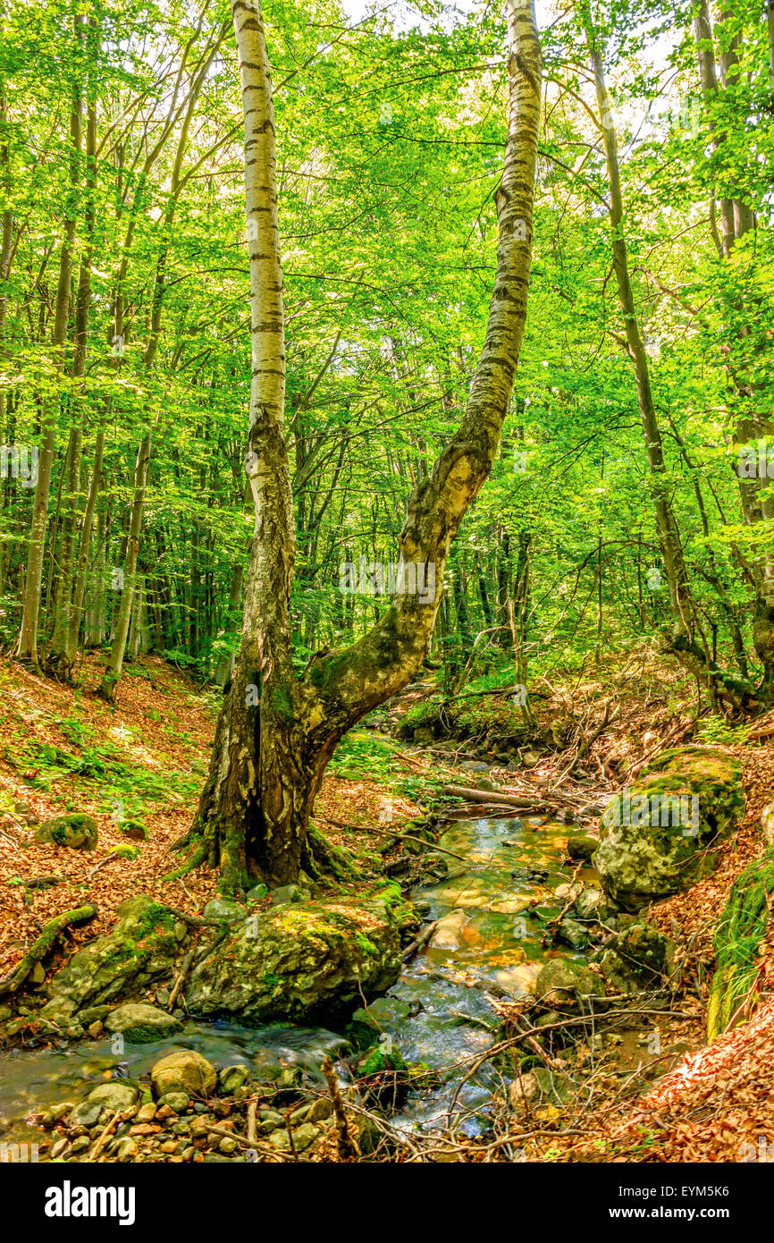 Stream deep in mountain forest. Nature composition. Stock Photo