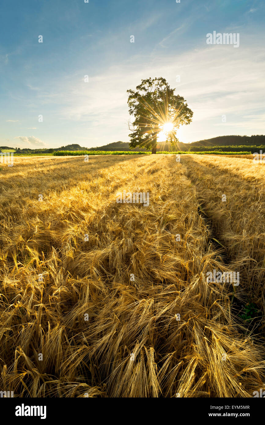 Summer, gold, barley, grain, sunrays, solar star, back light, light, shade, sky, blue, yellow, Idyll, native country, Stock Photo