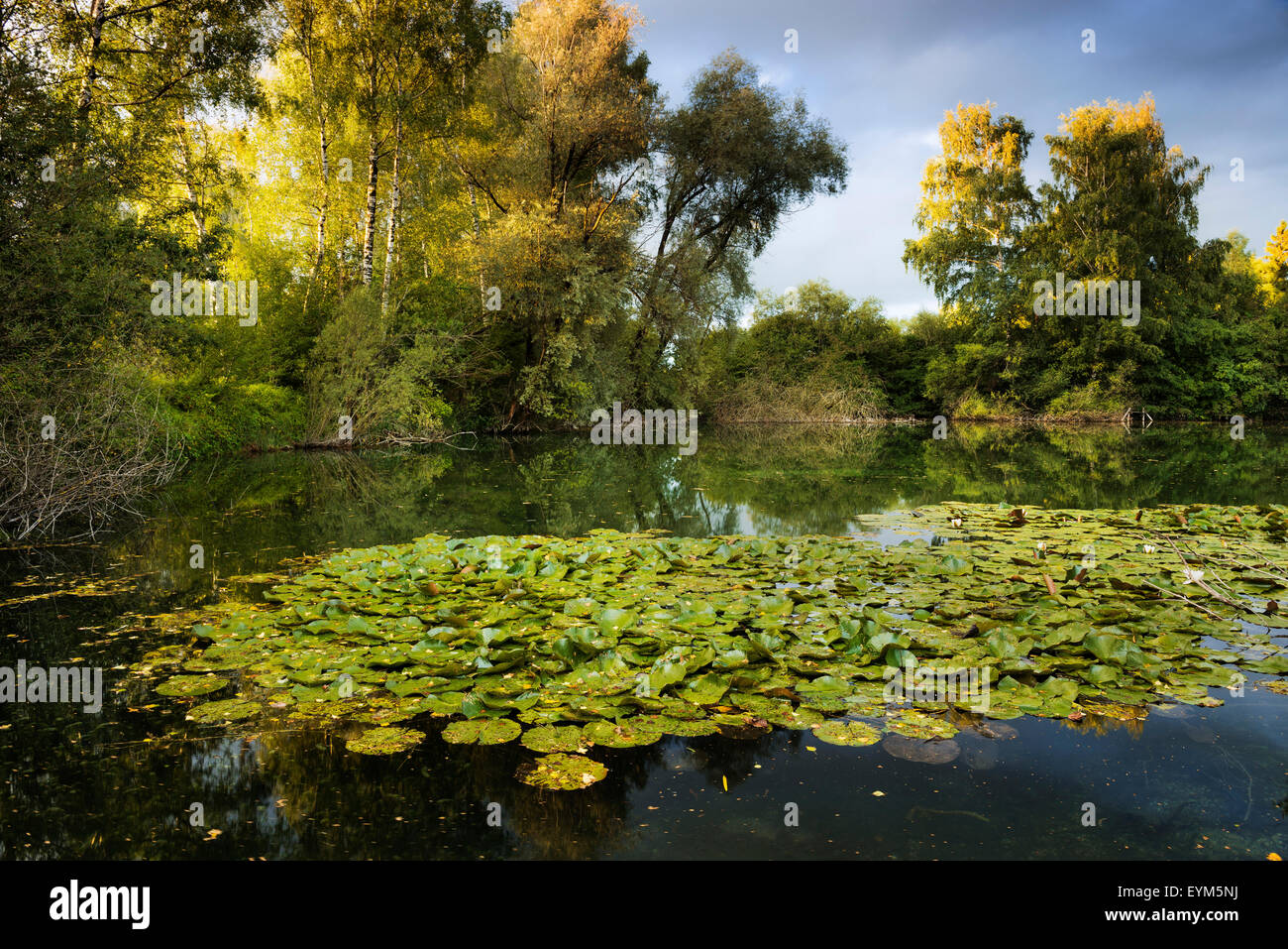 Water, pond, wildly, water lilies, mood, light, the sun, yellow, vegetation, evening, Stock Photo