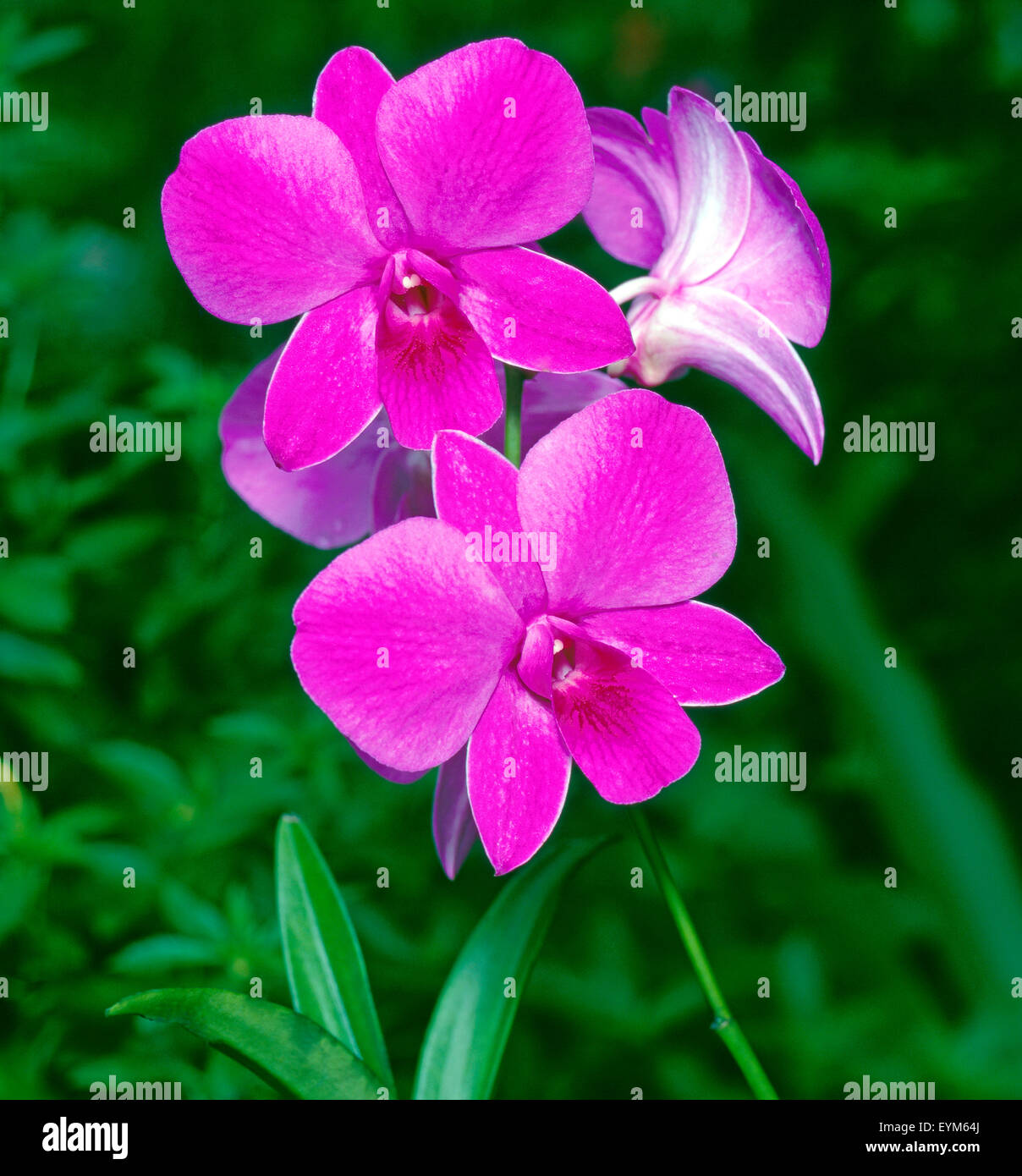Exotic orchid blossoms, Dendrobium phalaenopsis, South-East Asia, Stock Photo