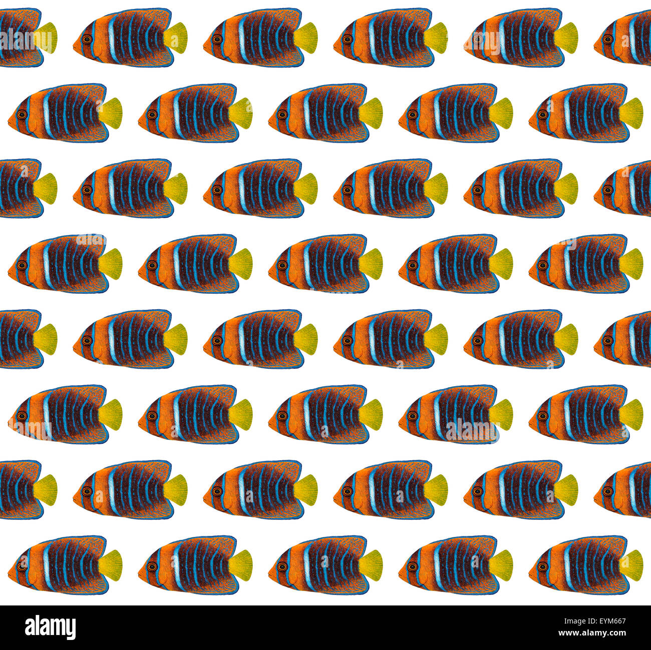Acrylic painting Passer Angelfish pattern isolated on white background