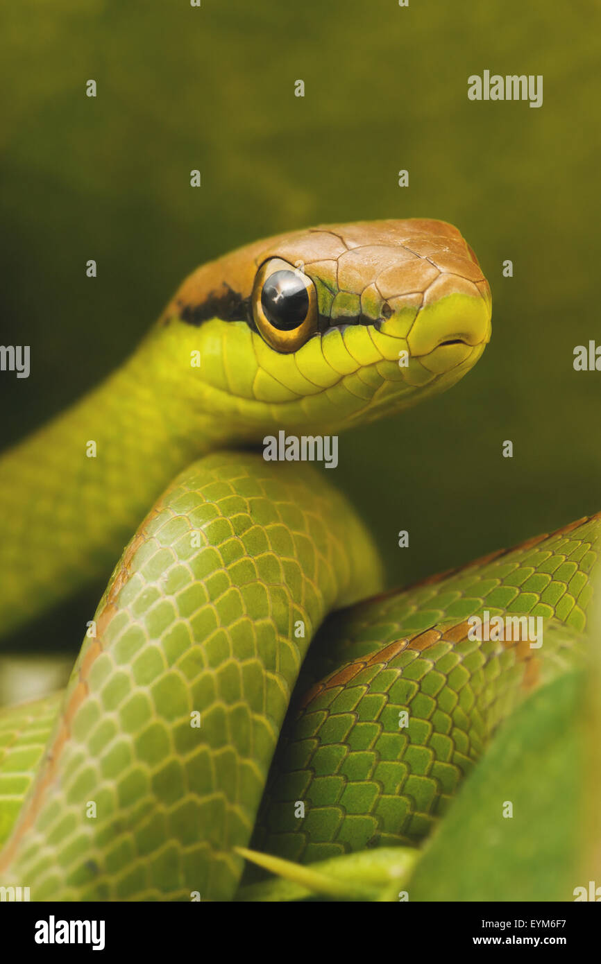 King Cobra Handler Retires After Kissing Snakes For 30 Years