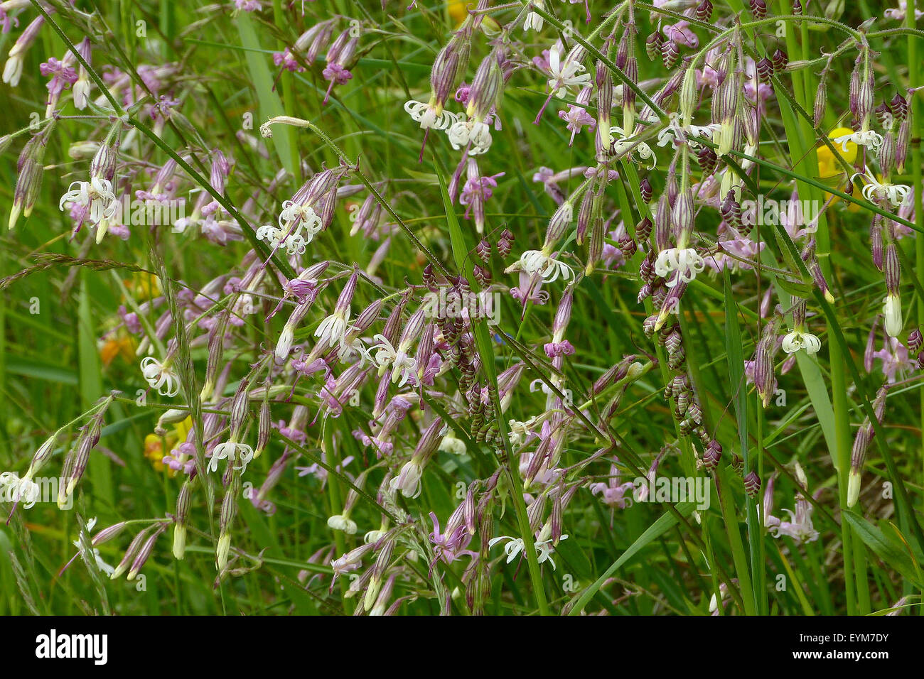 Glue herb, blossoming, Silene nutans, Stock Photo