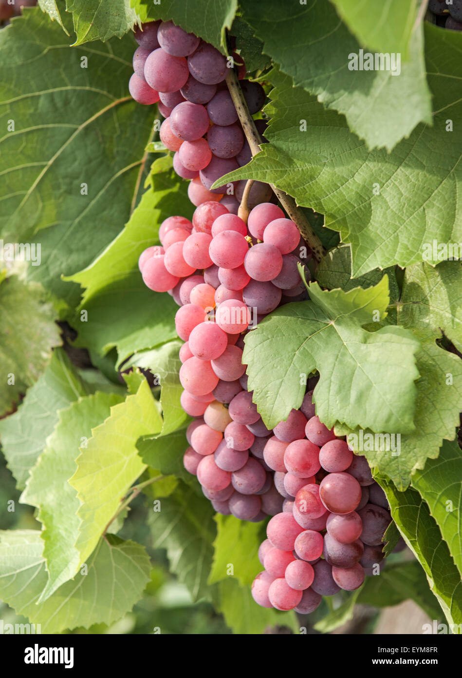 Weintrauben, Gewürztraminer, Weißweinsorte, Blätter, Weingarten, Gumpoldskirchen, Niederösterreich Stock Photo