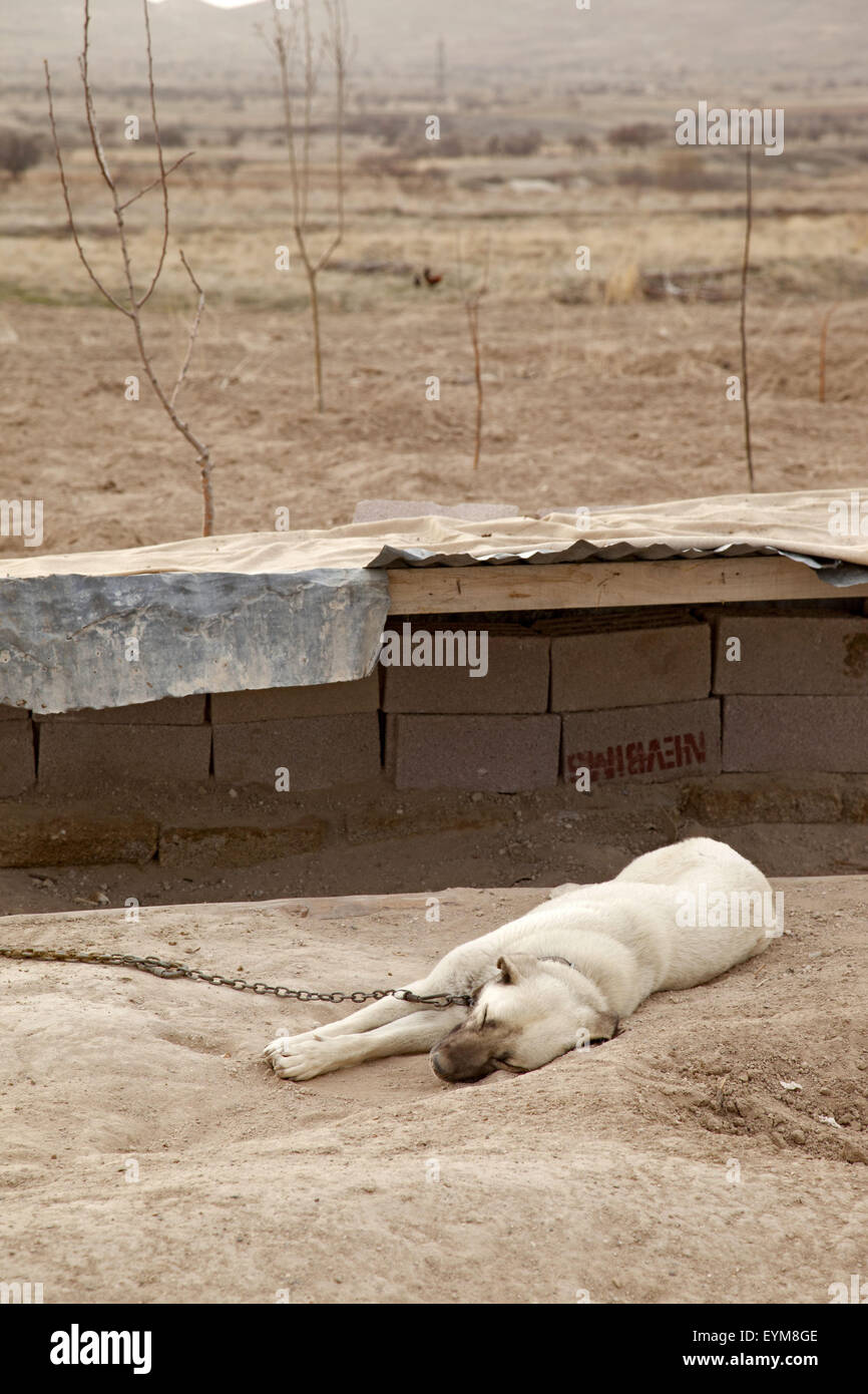Shepherd dog, chained, Turkey, Stock Photo