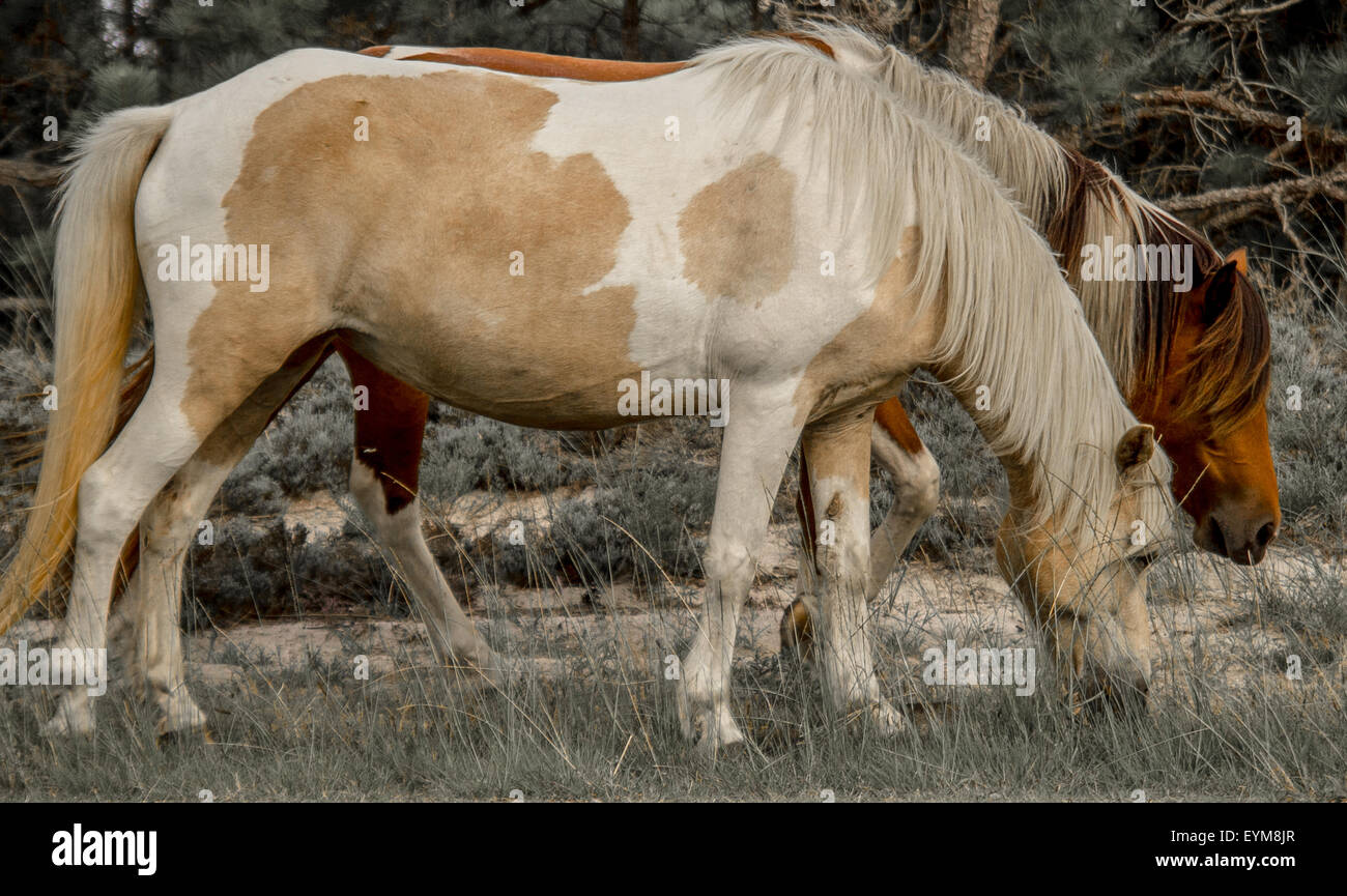 Wild Horses, Wild Ponies, grazing on Northern  Assateague Island, Maryland Stock Photo