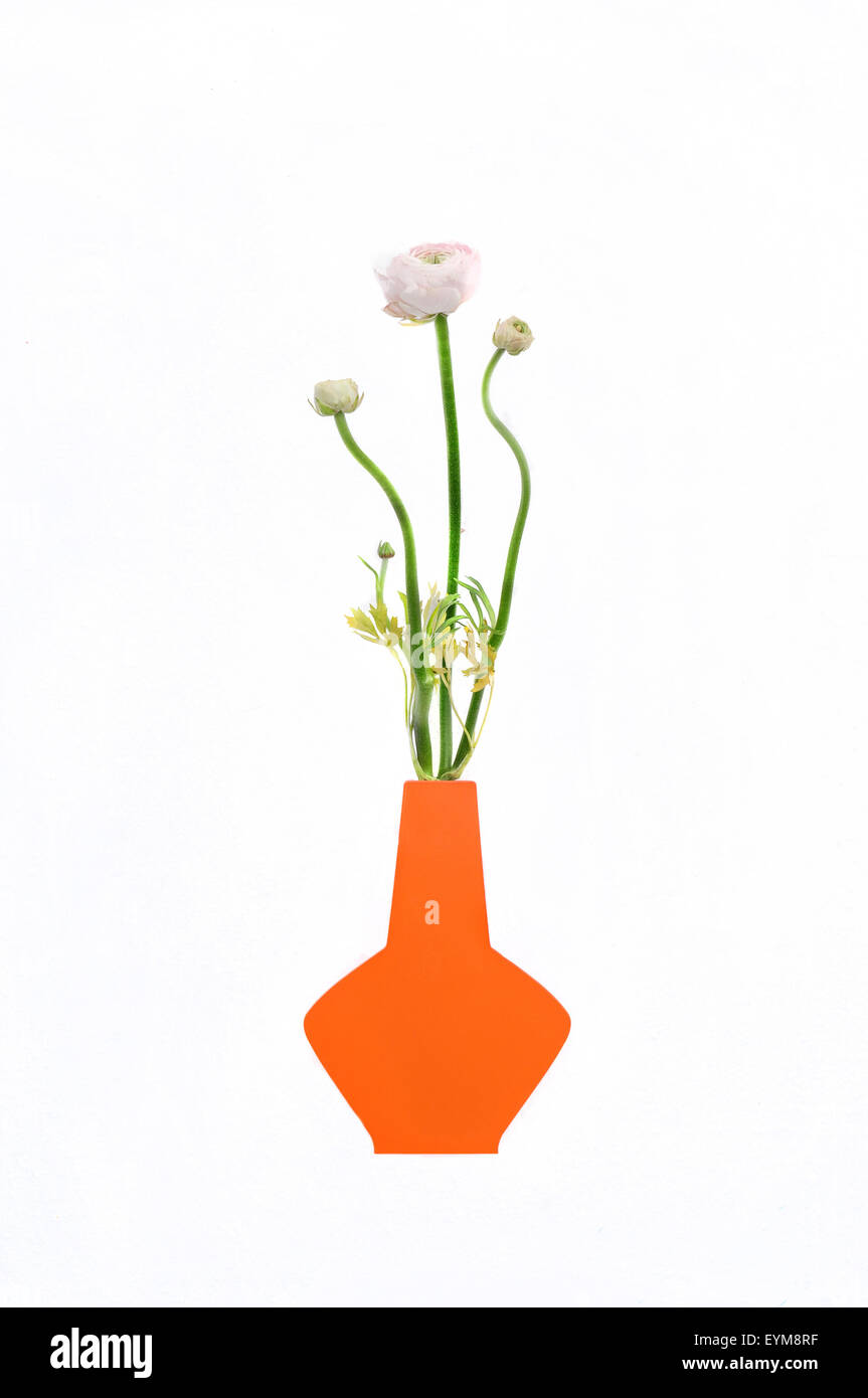 Blume in Vase, Ranunkel, Stock Photo