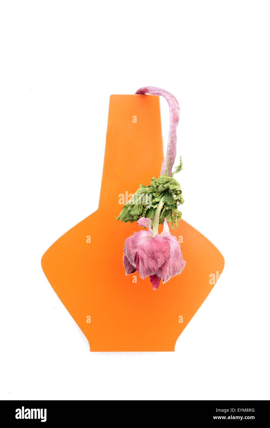 Blume in Vase, Ranunkel, verwelkt, Stock Photo